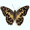 Citrus butterfly Papilio demoleus-1